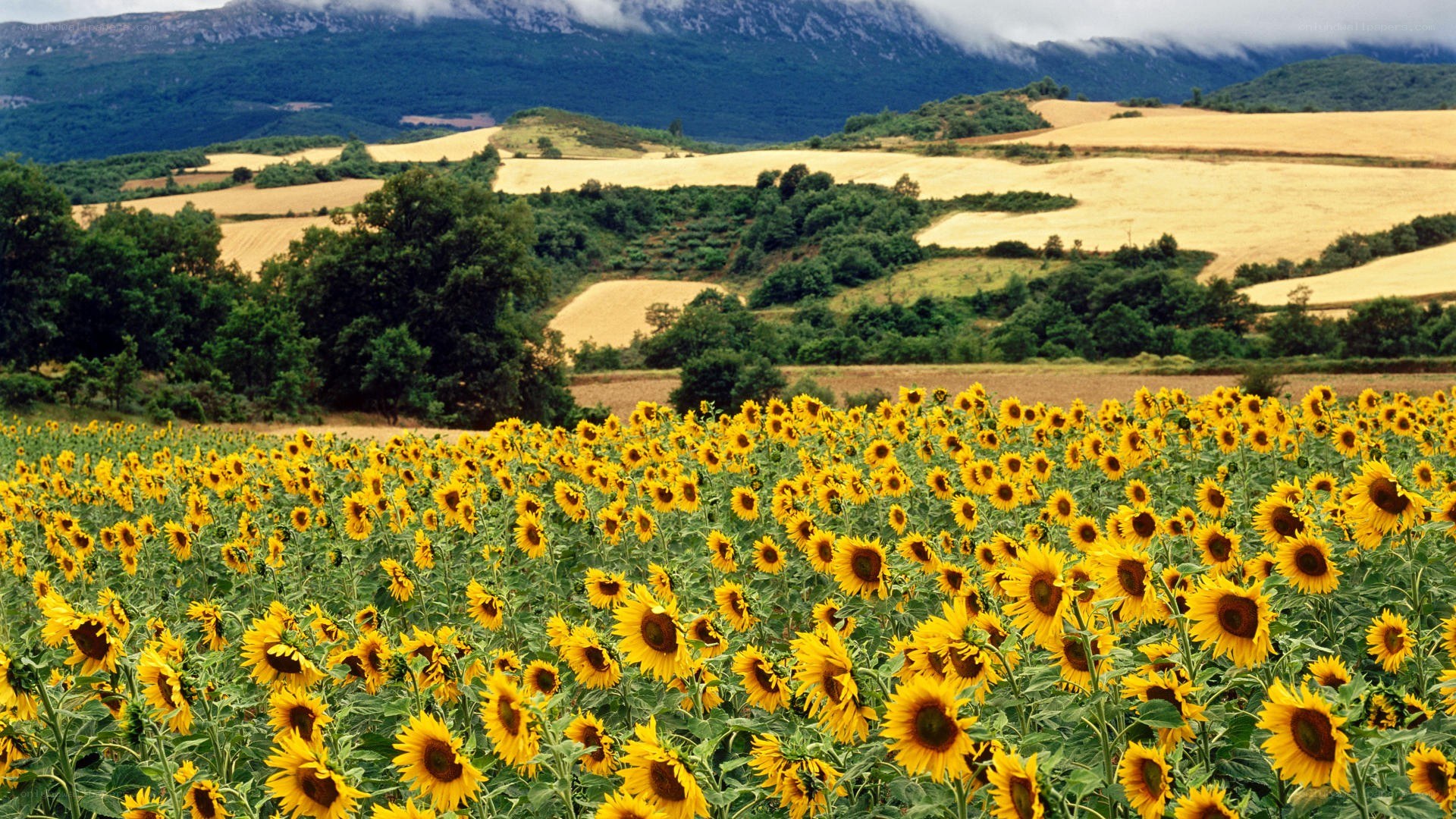 Sunflower field in mountain valley