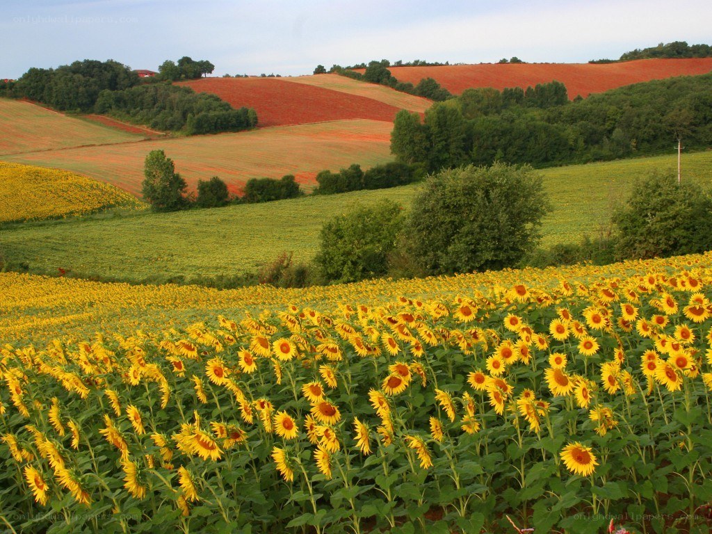 Sunflower field in rolling hills
