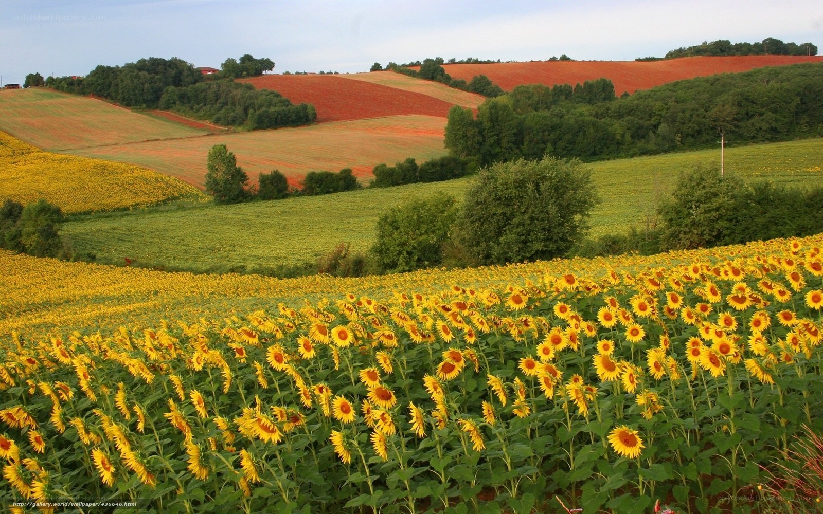 Sunflower field in rolling hills