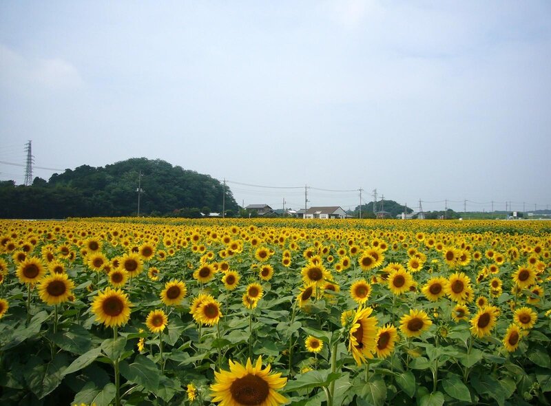 Sunflower field in rural Japan