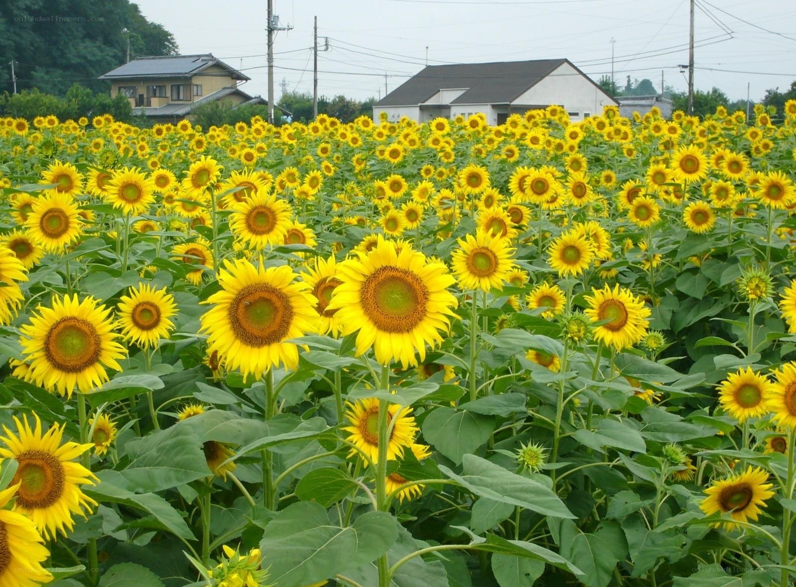 Sunflower field in rural Japan