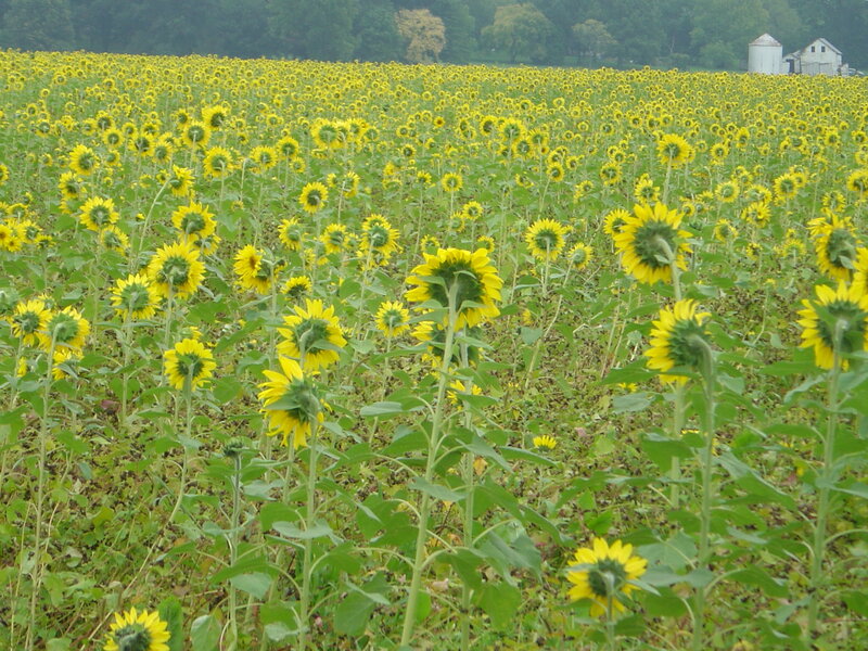 Sunflower field in rural landscape