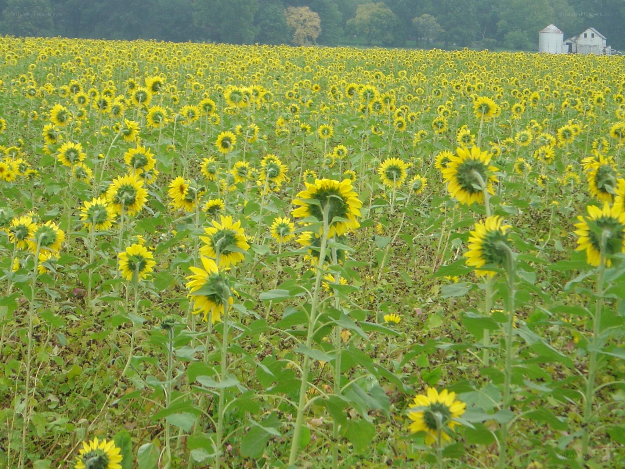 Sunflower field in rural landscape