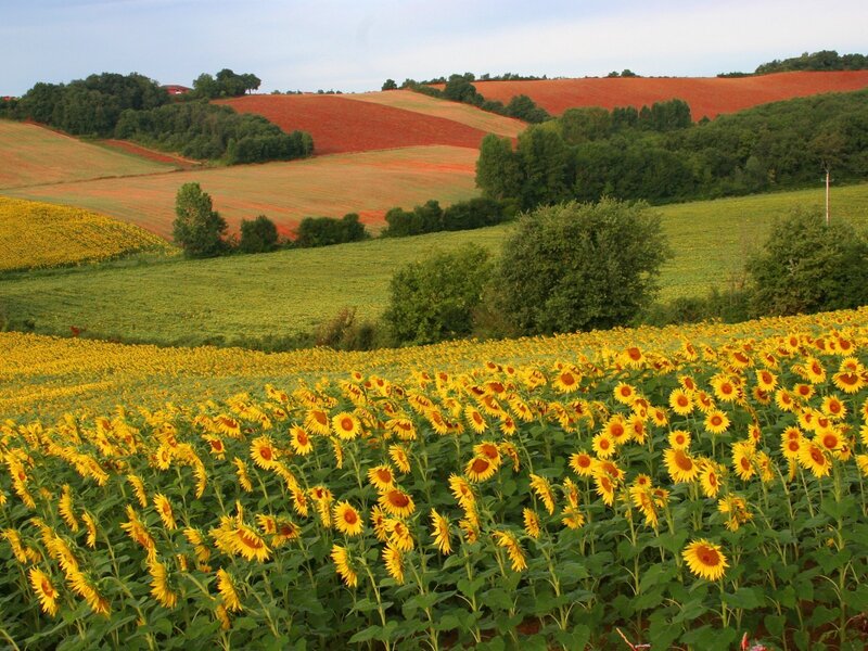 Sunflower field in rural landscape