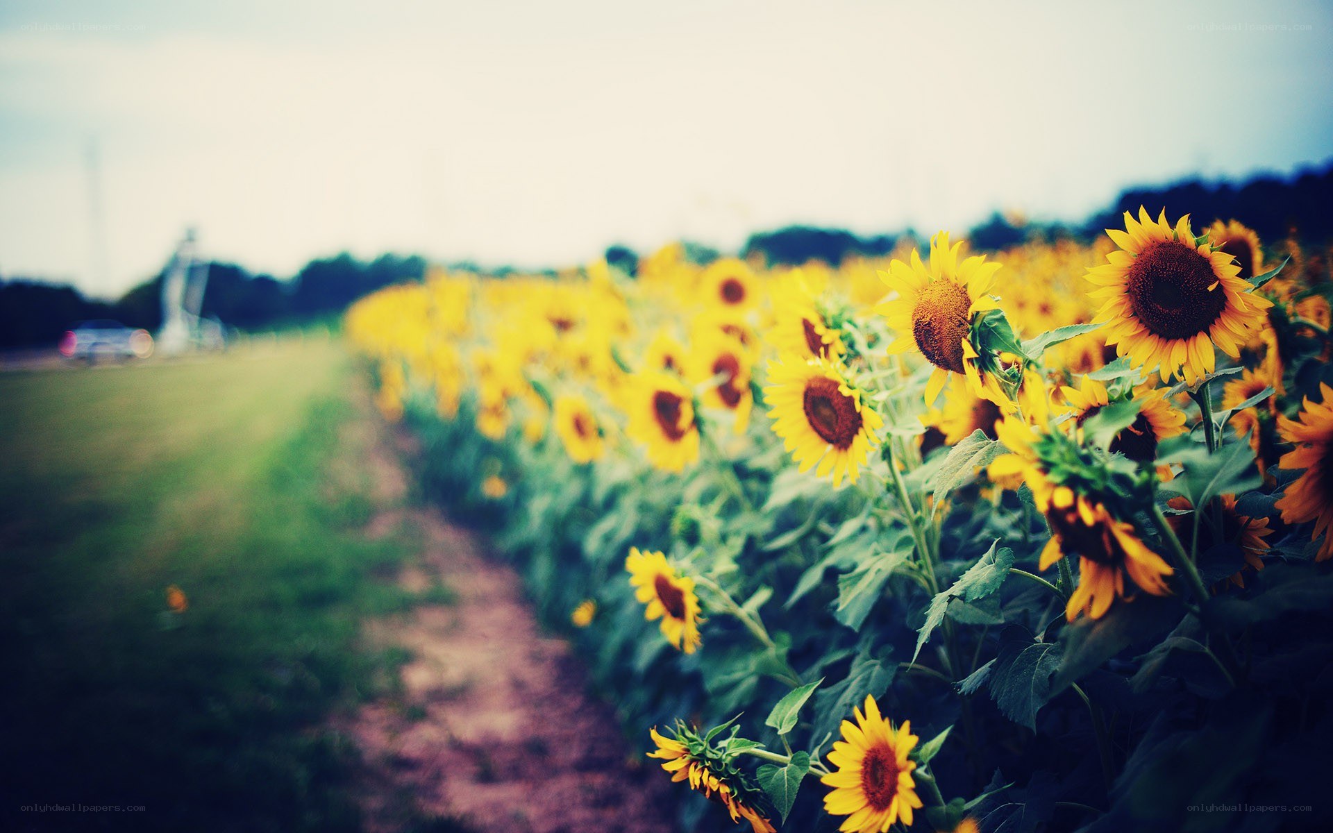 Sunflower field in summer