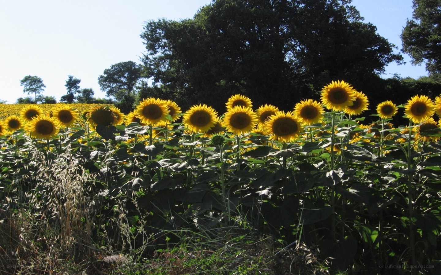 Sunflower field in summer