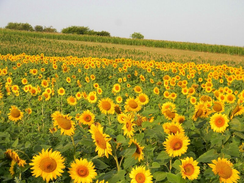 Sunflower field in summer