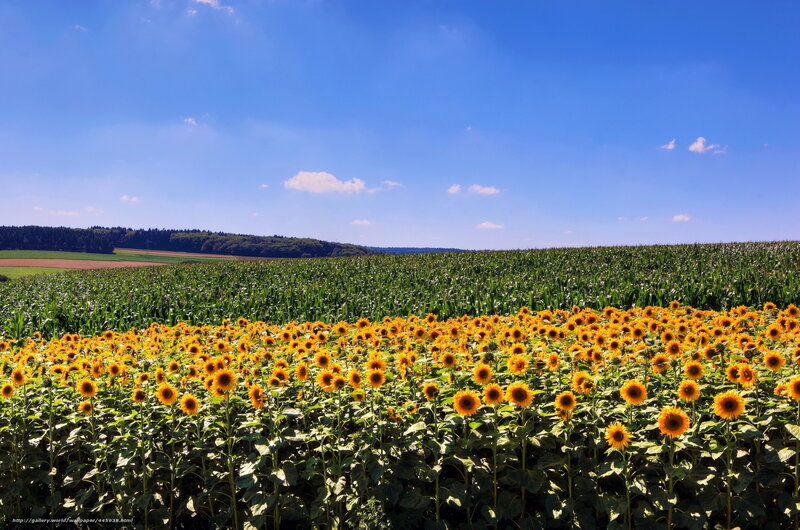 Sunflower Field in Summer — Yellow