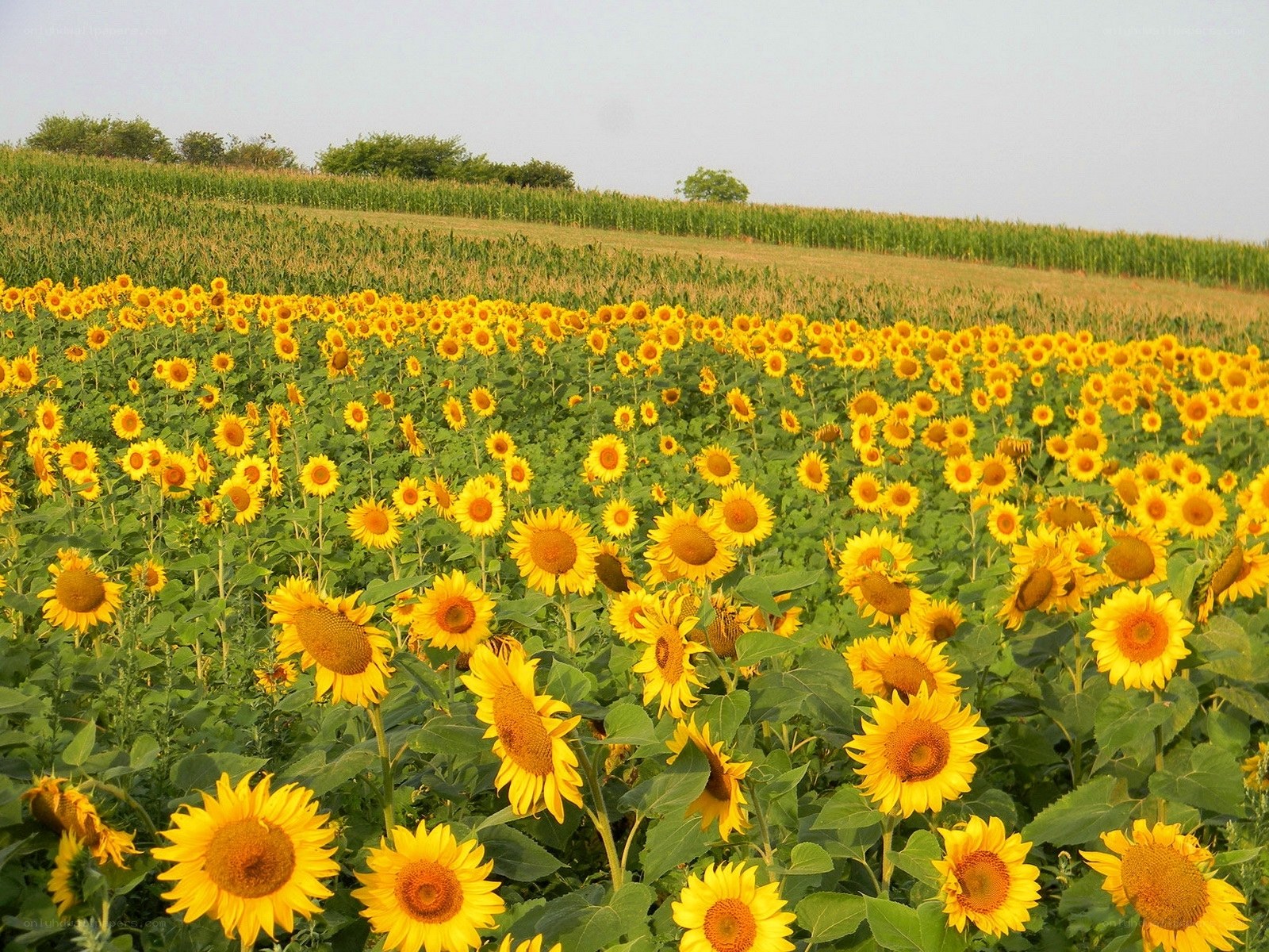 Sunflower field in summer