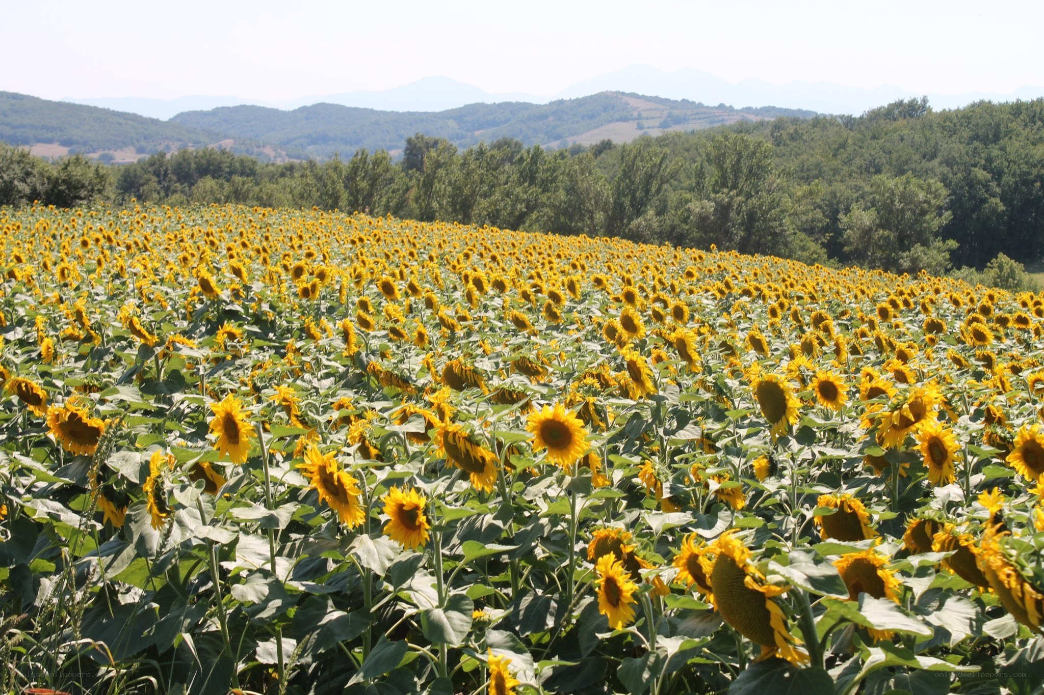 Sunflower field in the countryside