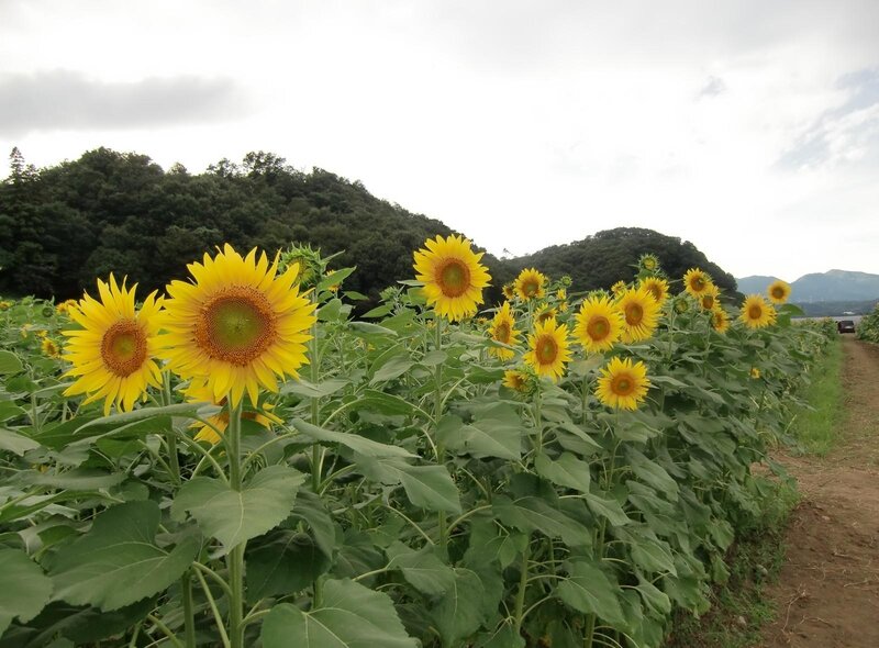 Sunflower field in the countryside