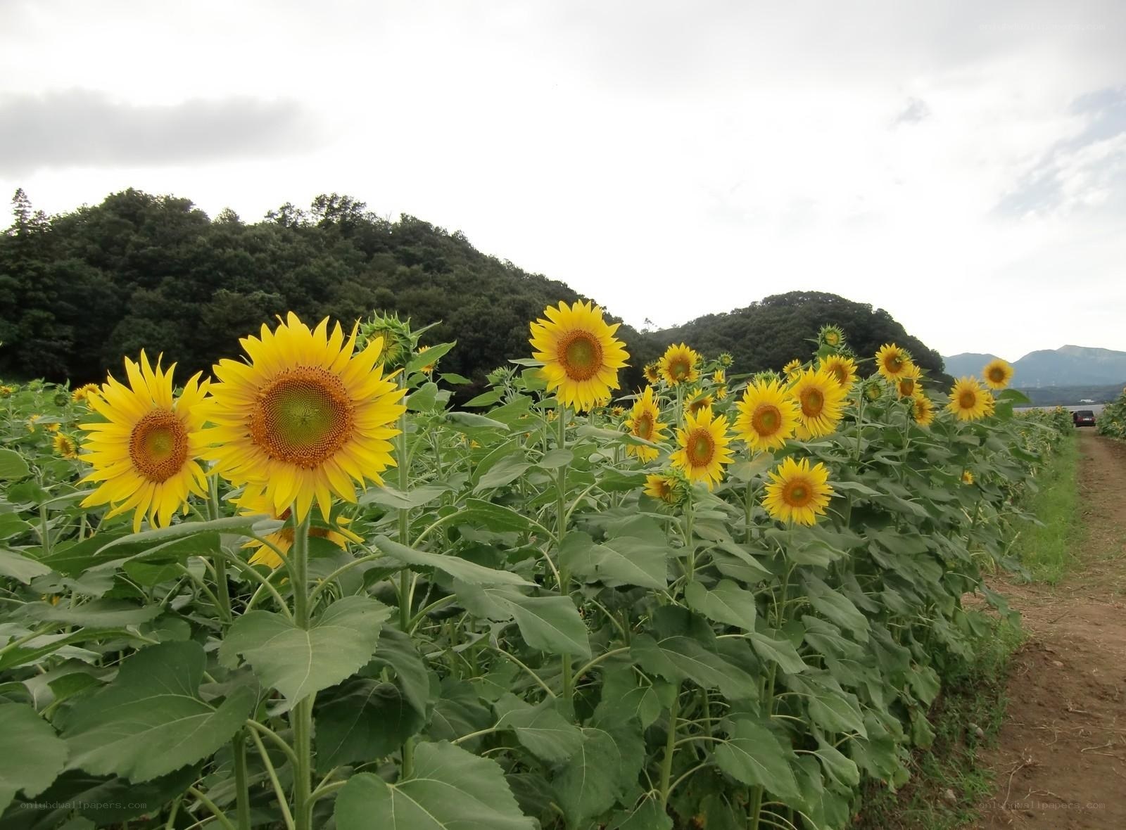 Sunflower field in the countryside