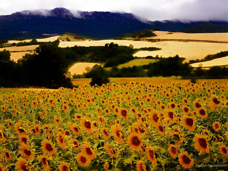 Sunflower Field in Valley