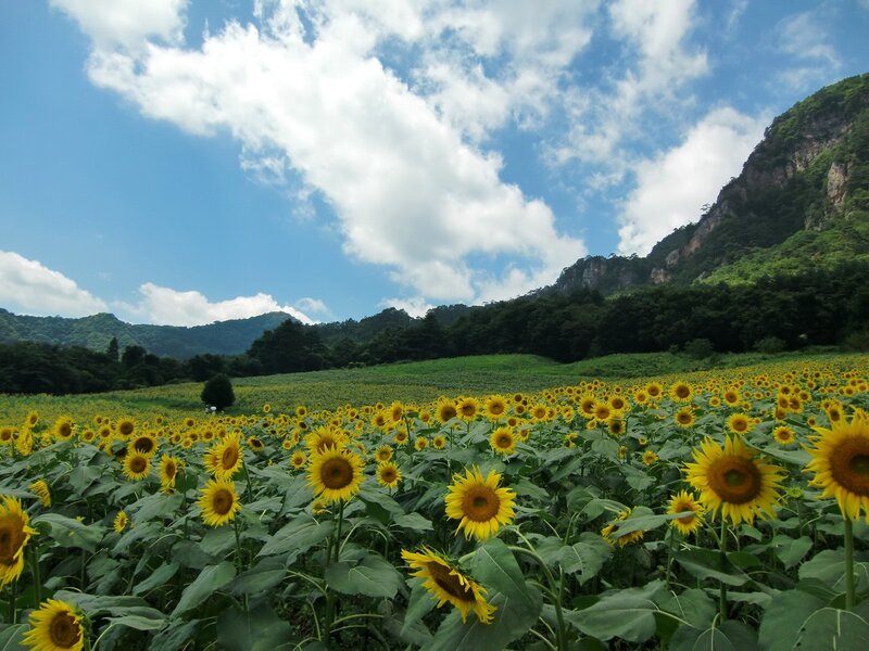 Sunflower Field in Valley — Yellow, Serene, Summer