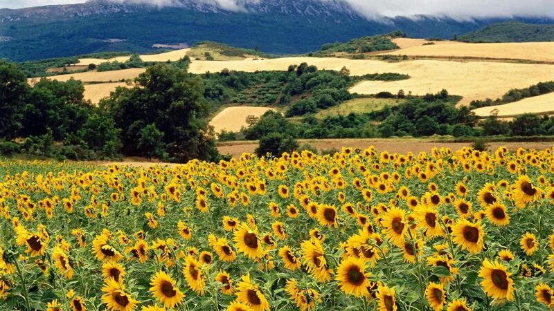 Sunflower Field in Valley — Yellow