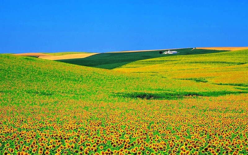 Sunflower Field Landscape — Blue