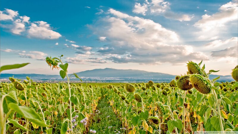 Sunflower Field Landscape — Green