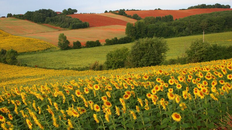 Sunflower Field Landscape — Yellow, Serene, Afternoon, Photograph, Fields