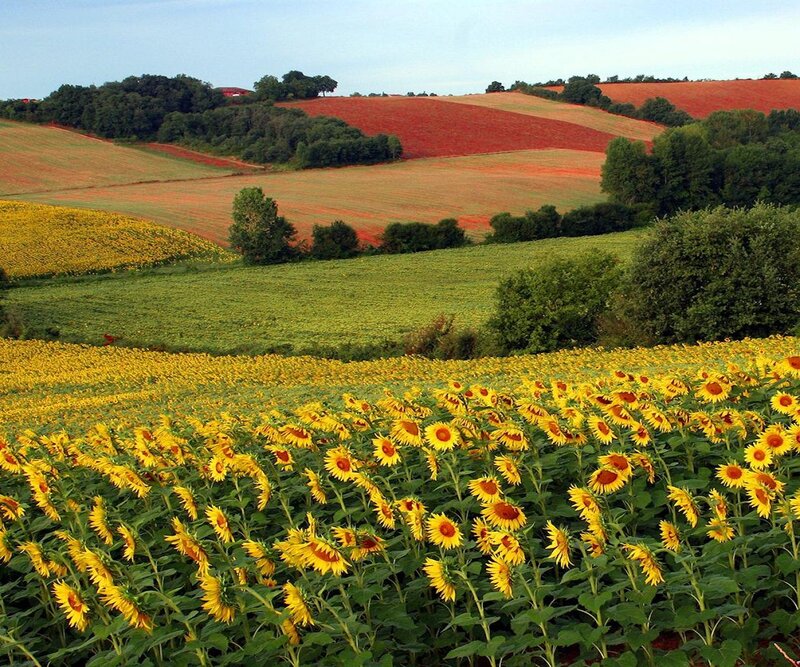 Sunflower Field Landscape — Yellow, Serene, Afternoon, Photograph
