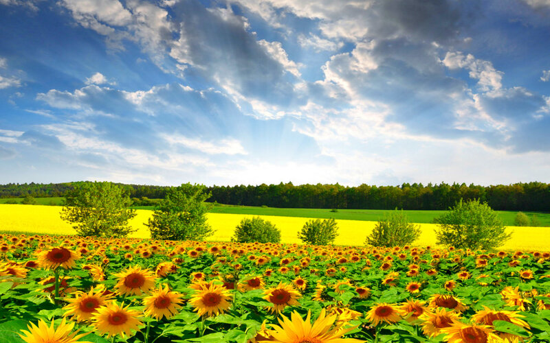 Sunflower Field Landscape — Yellow, Serene, Afternoon, Photograph, Trees