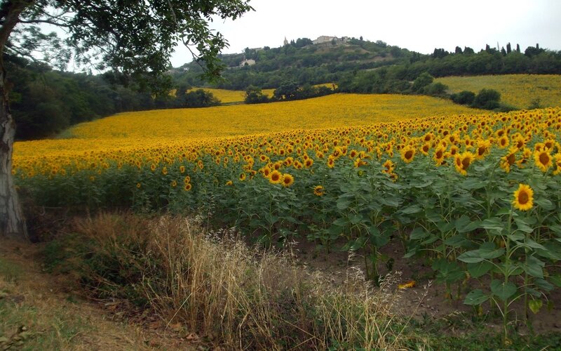 Sunflower Field Landscape — Yellow, Serene