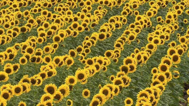 Sunflower Field — Leaves