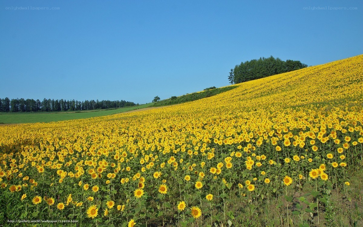 Sunflower field on a sunny day
