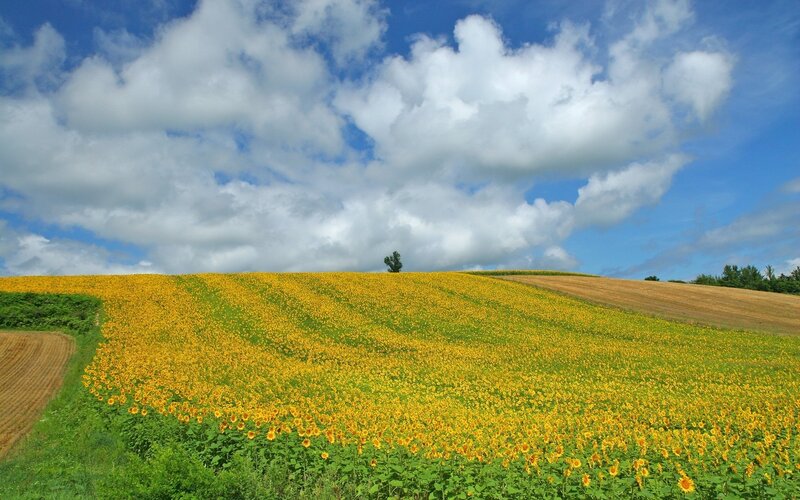 Sunflower Field on Hill — Yellow, Serene, Afternoon, Photograph, Clouds