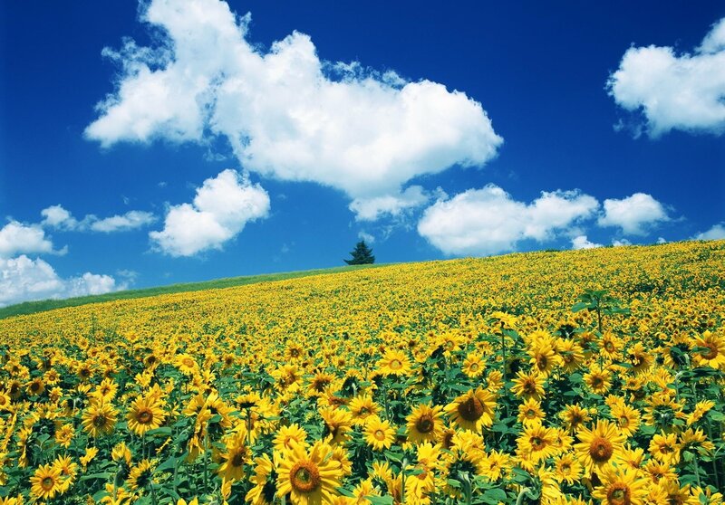Sunflower Field on Hill — Yellow, Serene, Afternoon, Photograph, Sky, Clouds, Tree