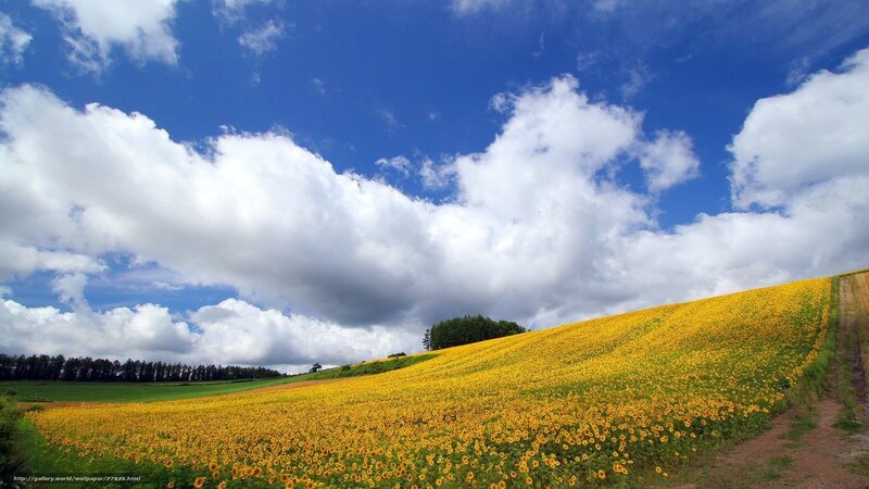 Sunflower Field on Hill — Yellow, Serene, Afternoon