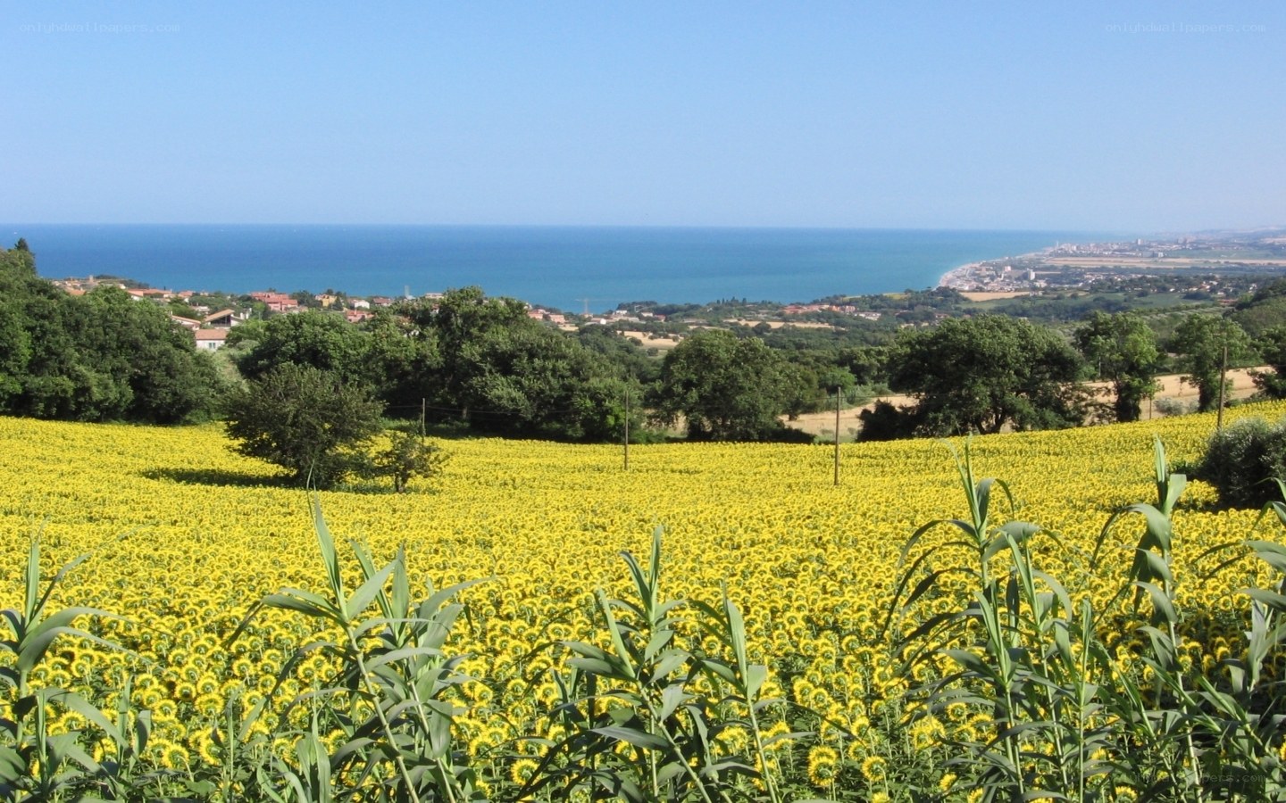Sunflower field overlooking the sea