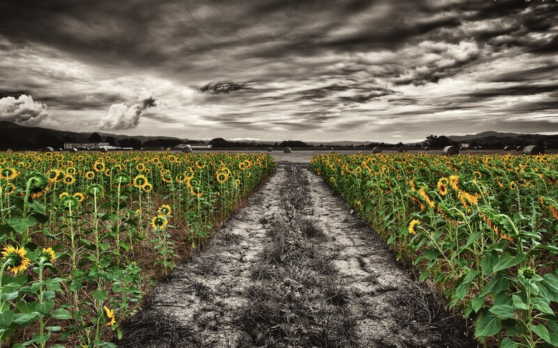 Sunflower Field Path — Yellow, Dramatic