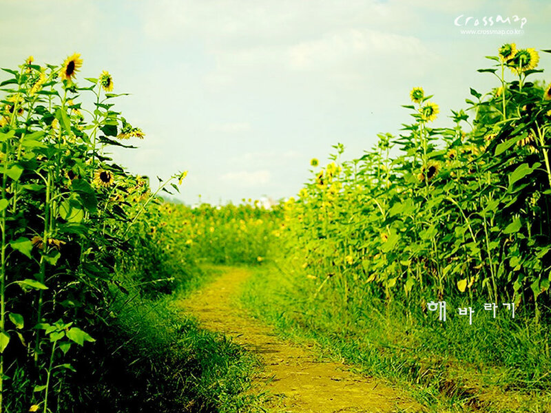 Sunflower Field Path — Yellow, Serene, Afternoon