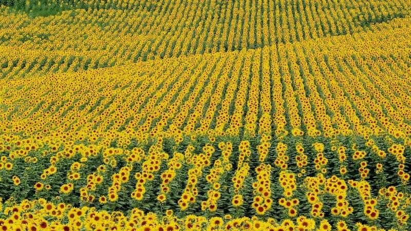 Sunflower Field — Summer