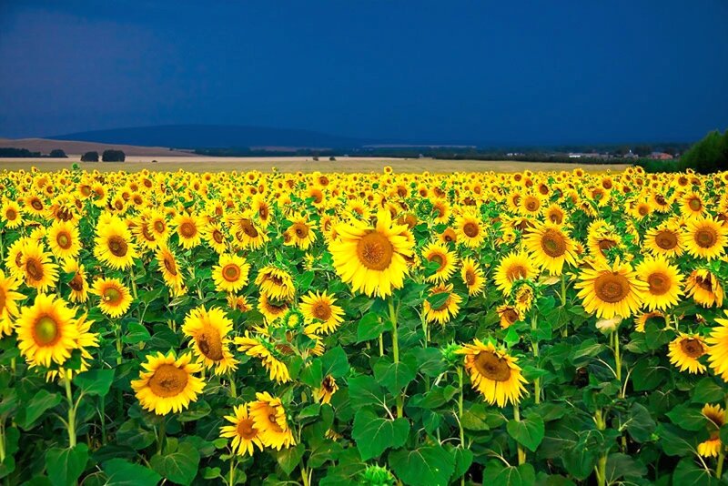 Sunflower Field