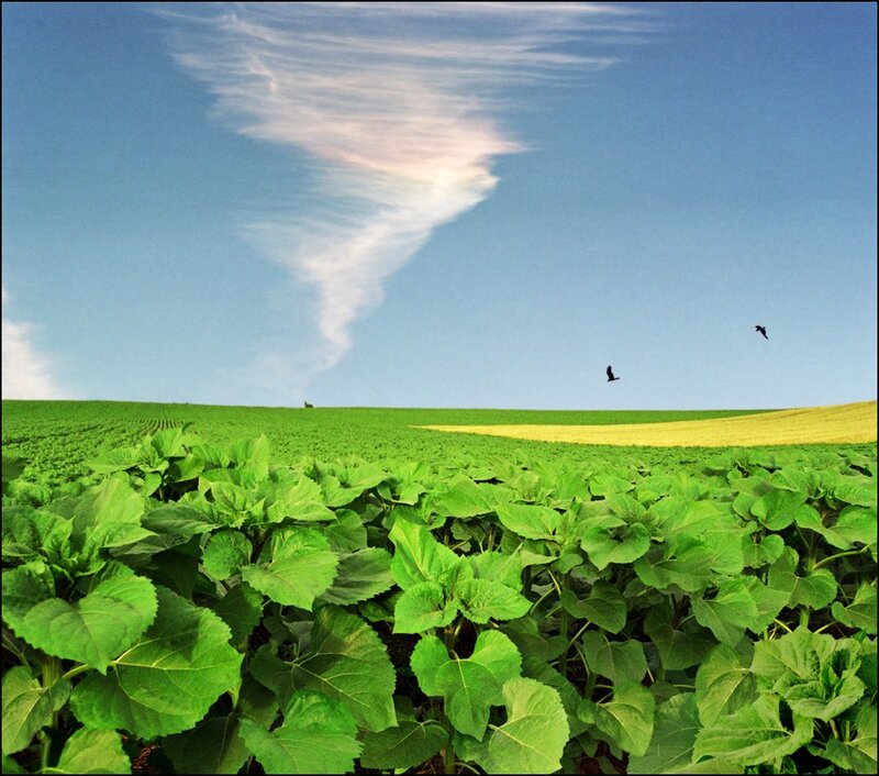Sunflower field under a cloudy sky