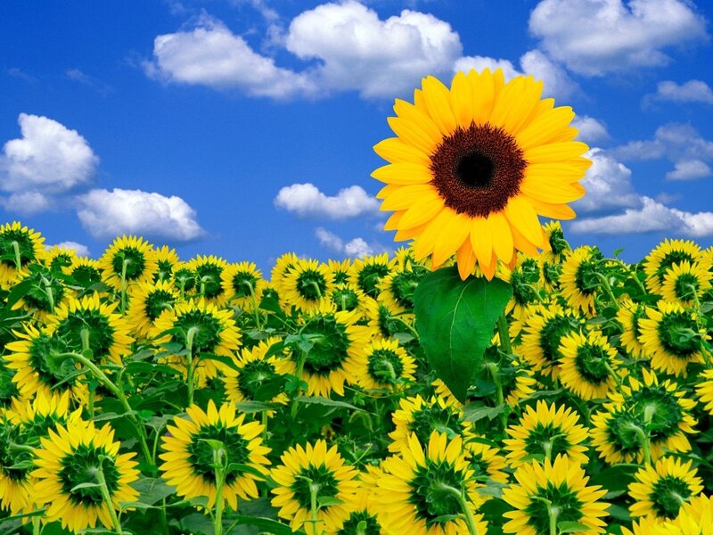 Sunflower field under blue sky