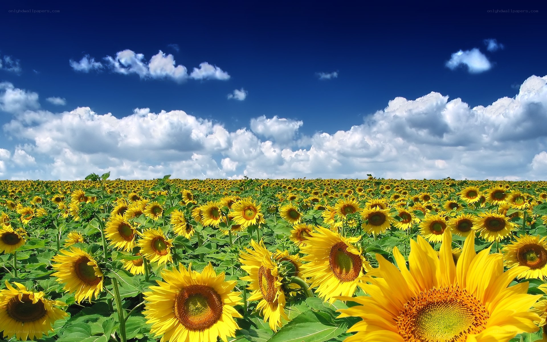 Sunflower field under blue sky
