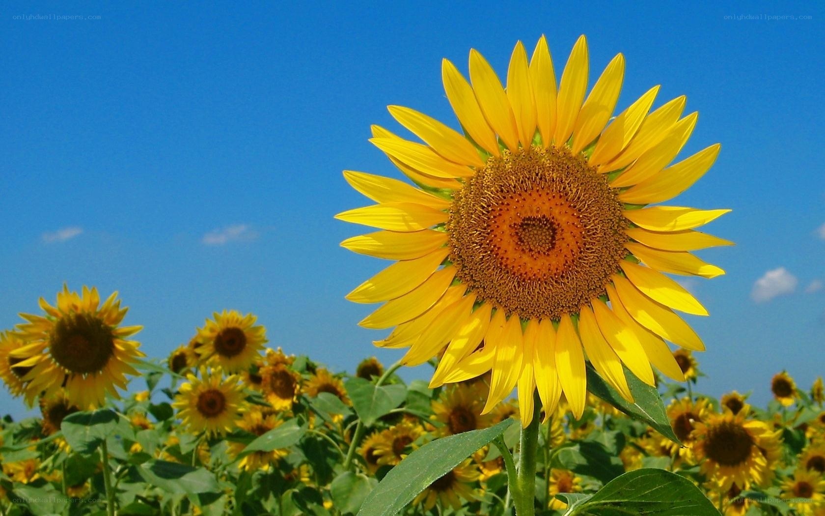 Sunflower field under blue sky