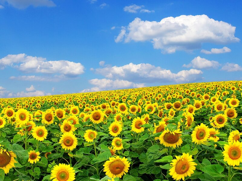 Sunflower field under blue sky
