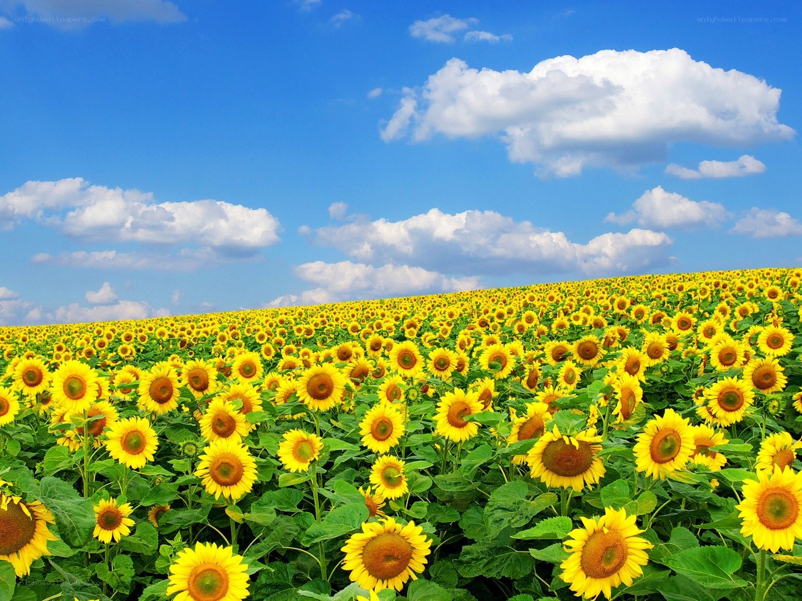Sunflower field under blue sky