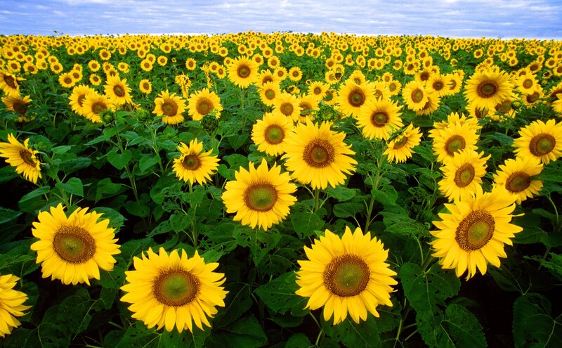 Sunflower field under blue sky
