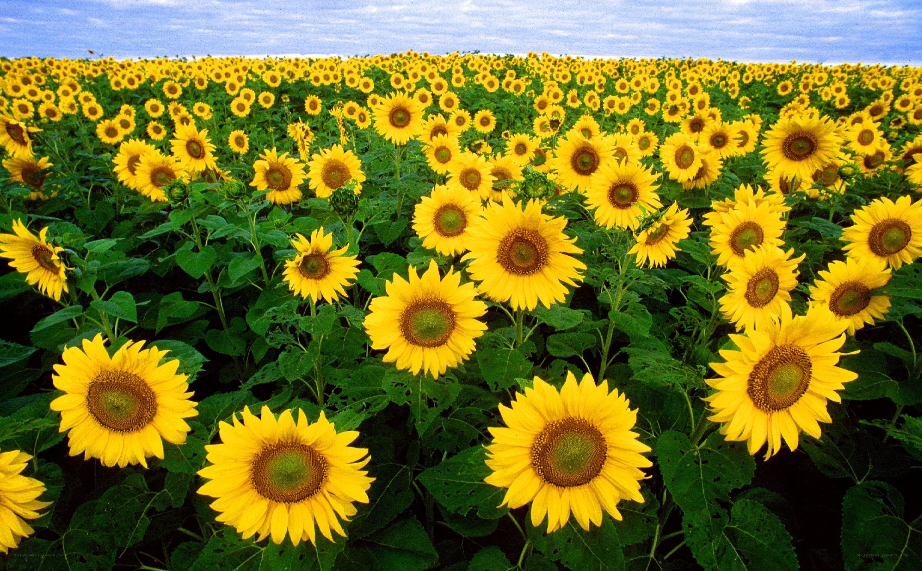 Sunflower field under blue sky