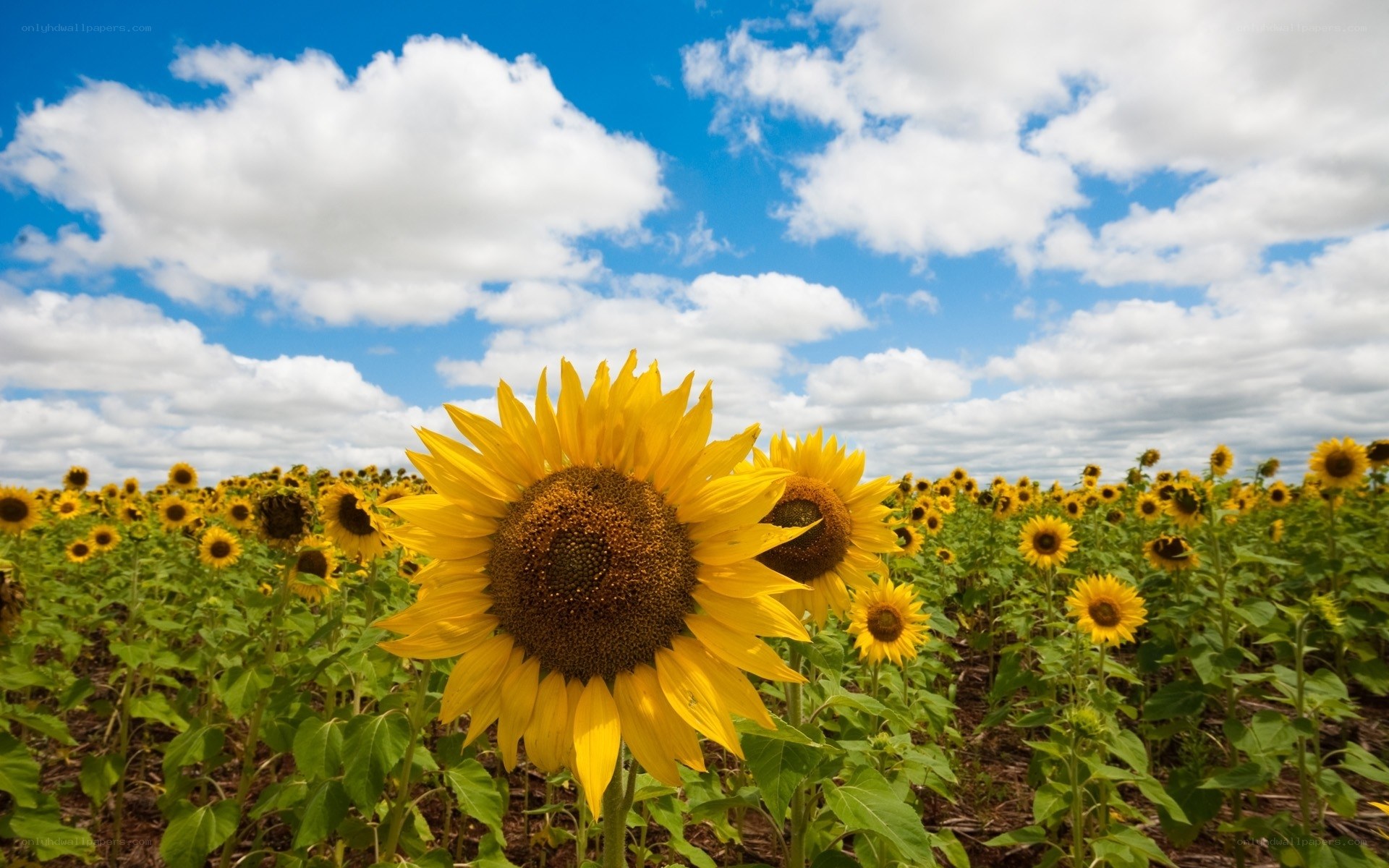 Sunflower field under blue sky