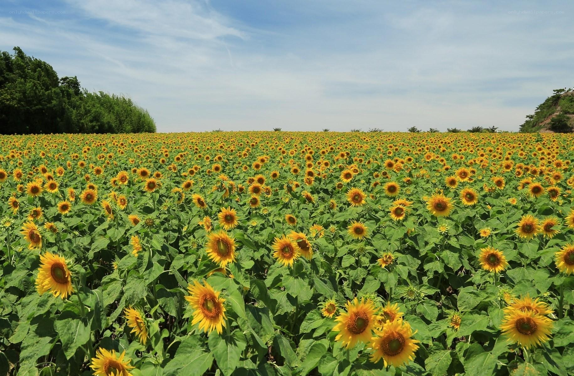 Sunflower field under blue sky