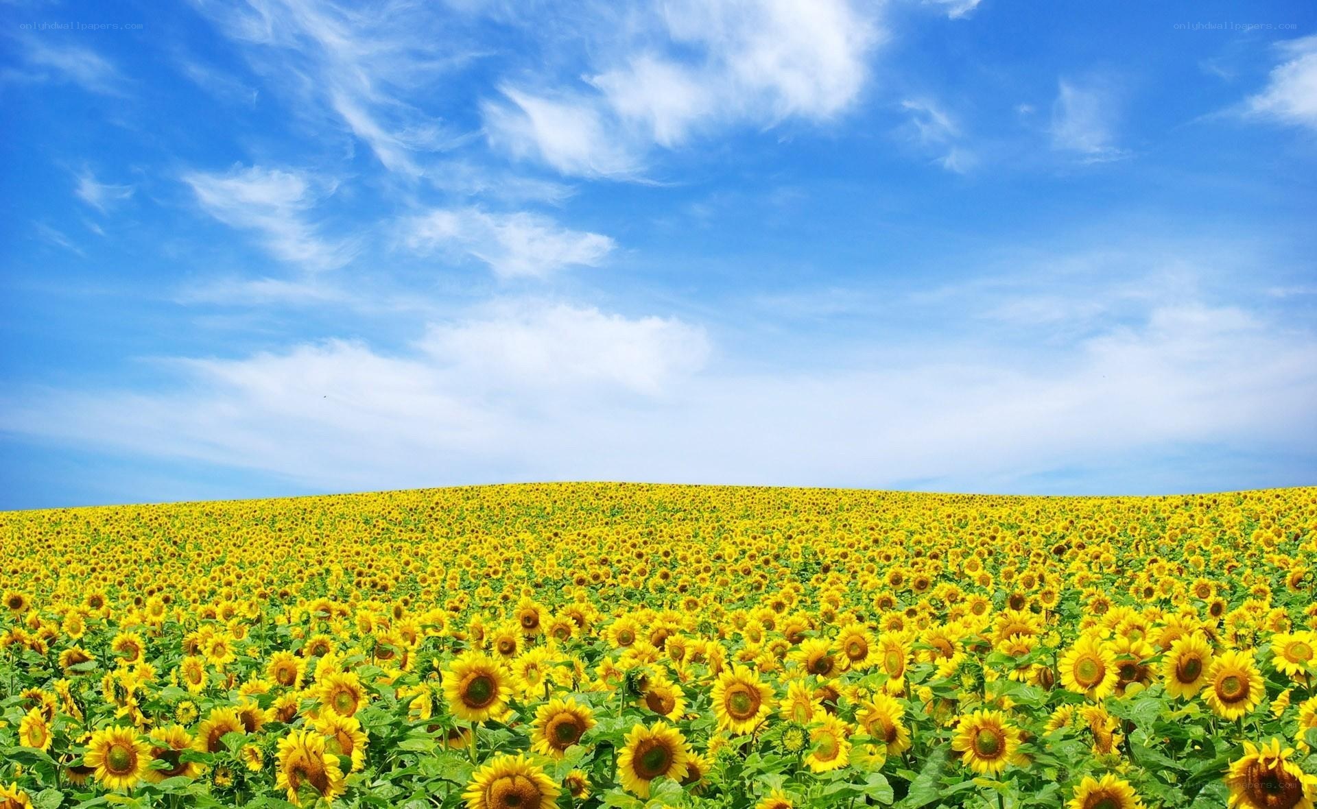 Sunflower field under blue sky