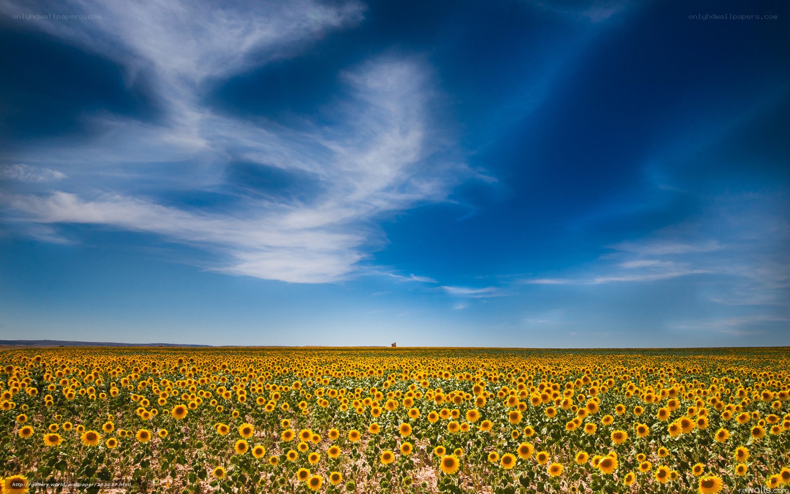 Sunflower field under blue sky