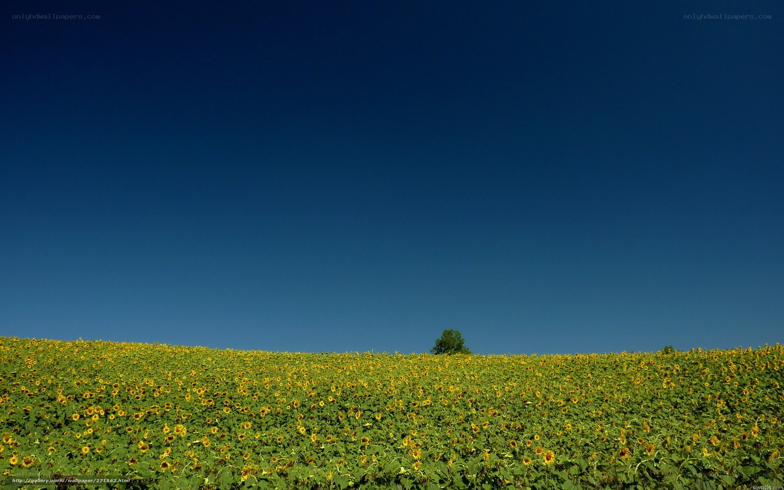 Sunflower field under blue sky