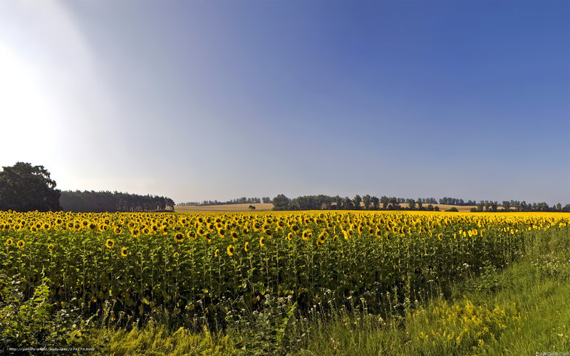 Sunflower field under blue sky