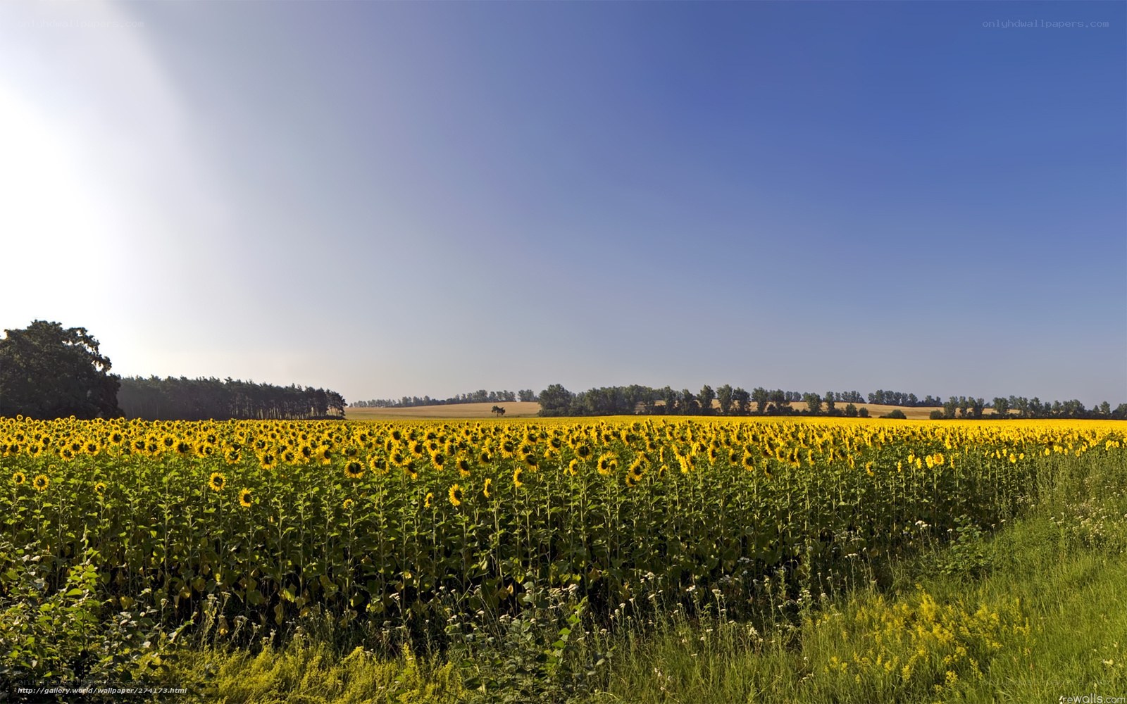 Sunflower field under blue sky